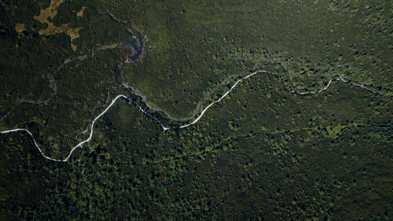 A road winding through dense forest, seen from directly overhead.